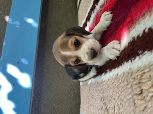Beagle tricolori si bicolori cu carnet de sanatate