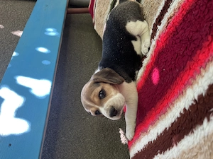Beagle tricolori si bicolori cu carnet de sanatate - imagine 5