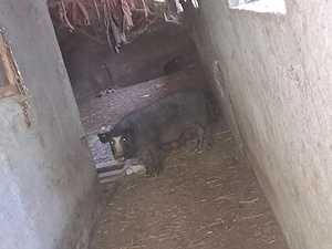 Vand porci la diferite kilograme - imagine 2