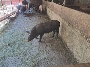 Vand porci la diferite kilograme - imagine 5