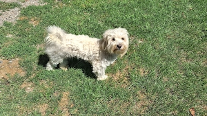 Bichon 4 ani, mascul