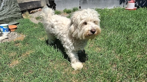 Bichon 4 ani, mascul - imagine 2