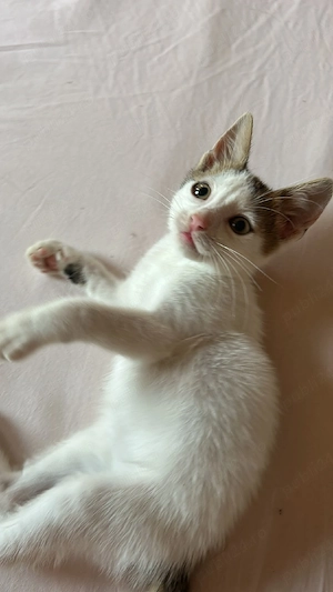 Pisicuță spre adopție  - imagine 5