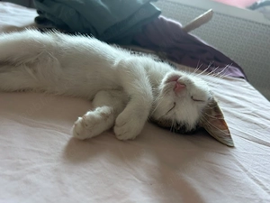 Pisicuță spre adopție 
