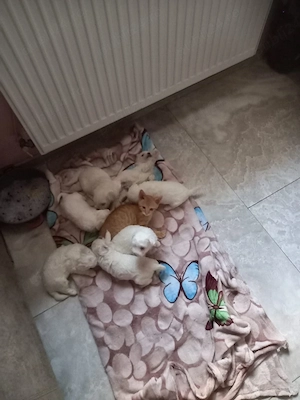 catei bichon maltez