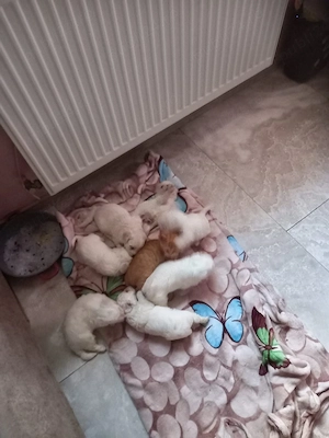catei bichon maltez - imagine 2