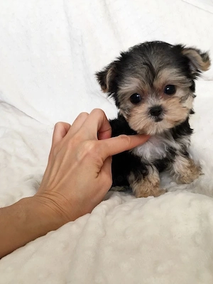 Yorkshire Terrier Mini Toy  - imagine 2