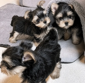 Yorkshire Terrier Mini Toy