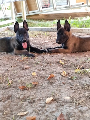 pui malinois - imagine 2