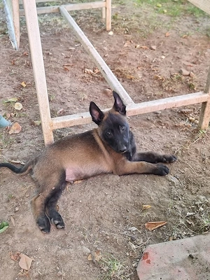 pui malinois - imagine 3