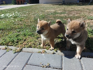 Shiba inu rasa pura 