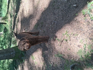 Cățel lagotto 6 luni - imagine 2