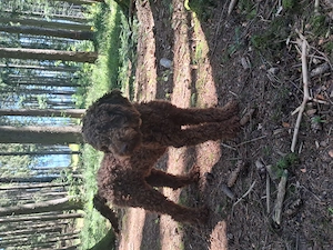 Cățel lagotto 6 luni