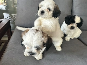Puiuti Shih Tzu adorabili - imagine 2