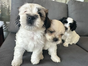 Puiuti Shih Tzu adorabili