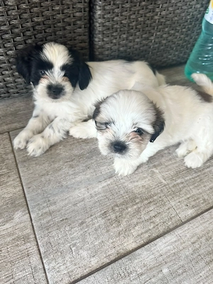 Puiuti Shih Tzu adorabili - imagine 3
