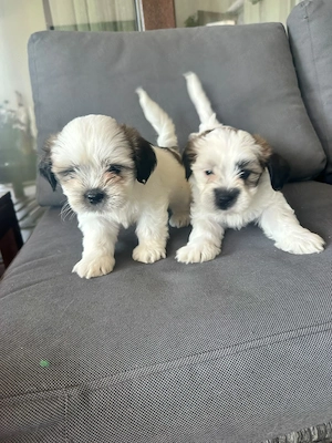 Puiuti Shih Tzu adorabili - imagine 4