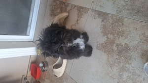 Vand catel maltipoo - imagine 4