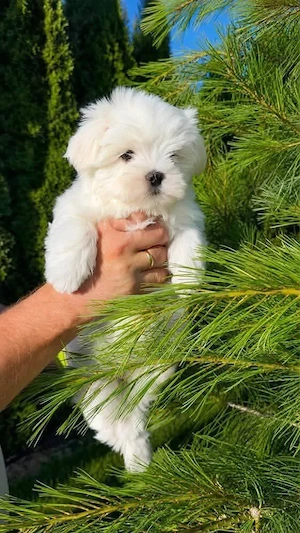 Bichon maltez mini toy  poze reale 