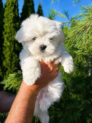 Bichon maltez mini toy  poze reale  - imagine 2