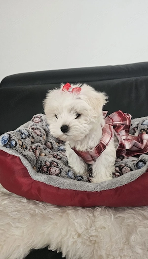 Bichon maltez mini toy  poze reale  - imagine 3