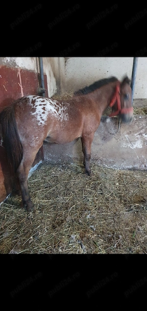 ponei de vanzare 