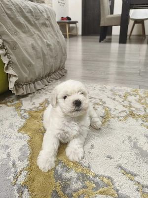 Bichon maltez mini toy