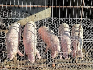 porci de carne