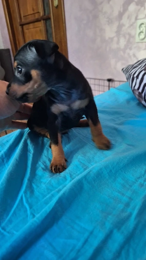 Pinscher - caine ideal pentru apartament - imagine 4