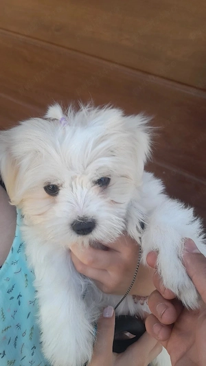este jucăușă 