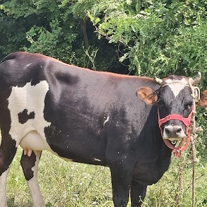 vand vaca junica gestanta in 9 luni pret 8500 de lei pret negociabil
