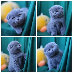 british shorthair si scottish fold cu pedigree  - imagine 5