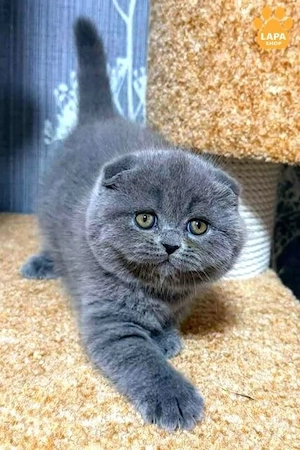 british shorthair si scottish fold cu pedigree  - imagine 4