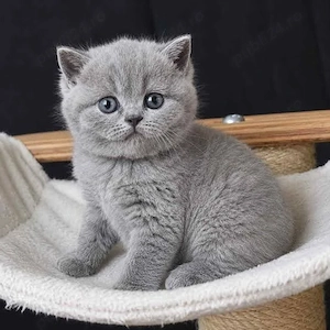 british shorthair si scottish fold cu pedigree  - imagine 3
