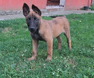 Ciobanesc belgian malinois 