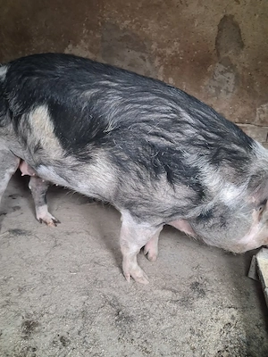 de vanzare scroafă nefătată 200..210 kg  se poate sacrifica - imagine 2