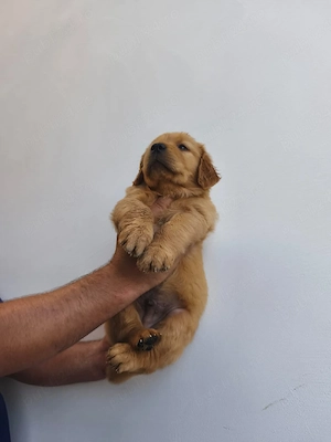 golden retriever 8 săptămâni  - imagine 3