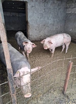 Porci de vanzare, mari si mici  - imagine 2