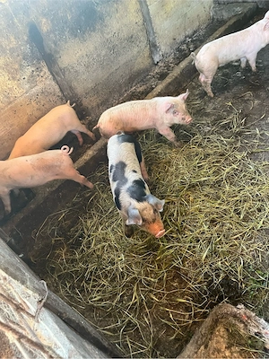 Porci de vanzare, mari si mici  - imagine 4