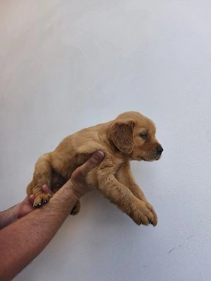 golden retriever 8 săptămâni  - imagine 2