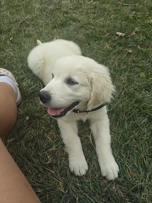 Puiuț Golden Retriver 