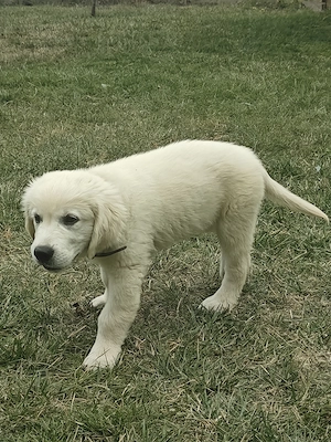 Puiuț Golden Retriver  - imagine 5