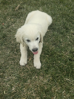 Puiuț Golden Retriver  - imagine 2