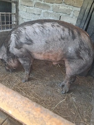 ver de montă duroc 1 an jumate  - imagine 4