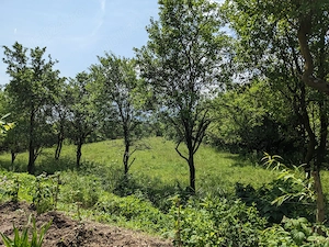 Teren 6.995 mp Tuștea (lângă Hațeg)   intravilan, vedere Retezat, livadă, utilități - imagine 2