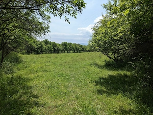 Teren 6.995 mp Tuștea (lângă Hațeg)   intravilan, vedere Retezat, livadă, utilități - imagine 4