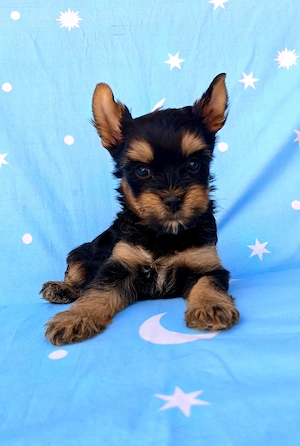 Yorkshire terrier 