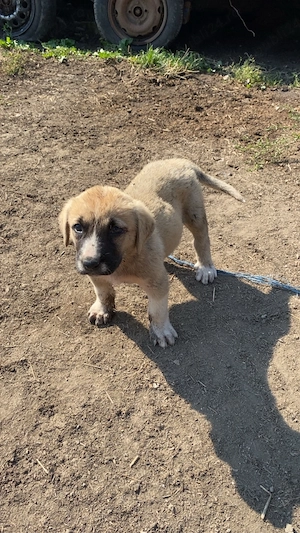 Vând cațelușă de asia centrala corcita cu kangal!!! - imagine 4