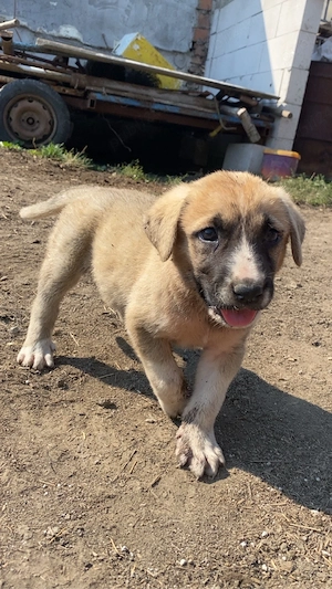 Vând cațelușă de asia centrala corcita cu kangal!!! - imagine 2