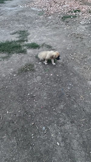 Vând cațelușă de asia centrala corcita cu kangal!!! - imagine 5